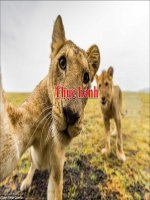 Bài 32. Tập tính của động vật (tiếp theo)