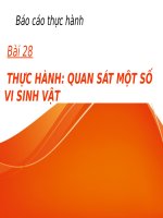 Bài 28. Thực hành: Quan sát một số vi sinh vật