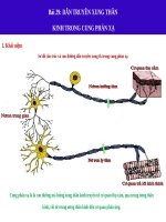 Bài 29. Dẫn truyền xung thần kinh trong cung phản xạ