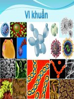 Bài 28. Thực hành: Quan sát một số vi sinh vật