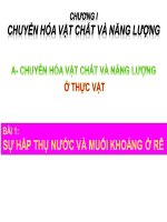 Bài 1. Sự hấp thụ nước và muối khoáng ở rễ