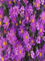 Tuần 32. Từ trái nghĩa. Dấu chấm, dấu phẩy