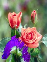 Vẽ trang trí hình tròn