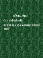 Bài 44. Rễ cây (tiếp theo)