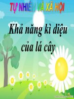 Bài 46. Khả năng kì diệu của lá cây