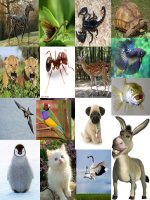 ÔN tập toán tuần 22