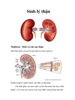 Sinh lý thận 1 