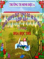 Tuần 23. Hoa học trò