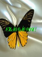 Tuần 1. Nói về Đội TNTP. Điền vào giấy tờ in sẵn