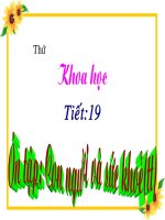 Bài 18 - 19. Ôn tập: Con người và sức khoẻ