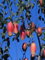 Tuần 17. Ôn tập về từ và cấu tạo từ