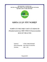 NGHIÊN CỨU PHÁT HIỆN VIRÚT GÂY BỆNH CÒI (Monodon baculovirus) TRÊN TÔM SÚ (Penaeus monodon) BẰNG KỸ THUẬT PCR