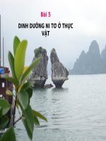 Bài 5. Dinh dưỡng nitơ ở thực vật