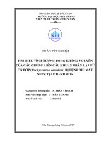 Tìm hiểu tính tương đồng kháng nguyên của các chủng liên cầu khuẩn phân lập từ cá bớp (rachycentron canadum) bị bệnh mù mắt nuôi tại khánh hòa 