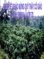 Bài 31. Kinh tế châu Phi (tiếp theo)