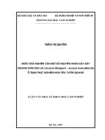 Bước đầu nghiên cứu một số nguyên nhân gây gãy ngang thân keo lai (acacia mangium x acacia auriculiformis) ở trạm thực nghiệm hàm yên, tuyên quang 