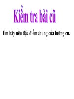 Bài 38. Thằn lằn bóng đuôi dài