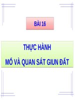 Bài 16. Thực hành: Mổ và quan sát giun đất