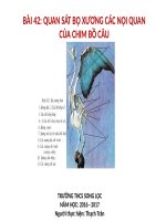 Bài 42. Thực hành: Quan sát bộ xương, mẫu mổ chim bồ câu