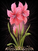 Bài 24. Suất điện động cảm ứng