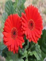 Ôn tập về giải toán