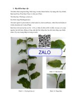 XÂY DỰNG TIÊU CHUẨN KIỂM NGHIỆM DƯỢC LIỆU BACH HOA XÀ Plumbago zeylanica L.