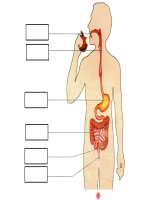 Bài 5. Cơ quan tiêu hoá