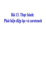 Bài 13. Thực hành: Phát hiện diệp lục và carôtenôit