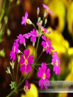 bai ging mot thoi dai trong thi ca 6 252 2