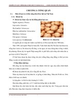 NGHIÊN cứu QUY TRÌNH CHẾ BIẾN bột từ củ KHOAI nưa 