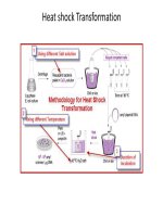 Recombinant DNA2  kỹ thuật tái tổ hợp DNA  bản dịch đính kèm
