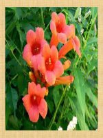 Phép chia hết và phép chia có dư