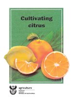 Cultivating citrus Directorate Agricultural Information Services, Department of Agriculture in cooperation with ARCInstitute for Tropical and Subtropical Crops