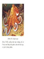 Giáo án word » sinh học » khối 7 bo tranh sach giao khoa sinh hoc lop 7 