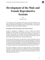 Development of the Male and Female Reproductive Systems