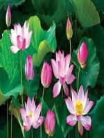 Tuần 8. Bàn tay dịu dàng