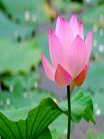 Bài 11. Tổng kết về từ vựng (Từ tượng thanh, tượng hình, một số phép tu từ từ vựng)