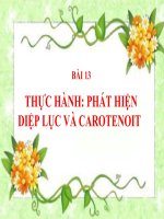 Bài 13. Thực hành: Phát hiện diệp lục và carôtenôit