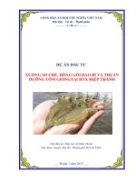 Lập tư vấn dự án đống gói bao bì và thuần dưỡng tôm giống 