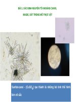 Xác định nguyên tố khoáng canxi, magie, sắt trong mô thực vật