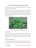 tac dung doi voi suc khoe cua cai cuc