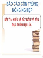 bài tìm hiểu về rầy nâu và sâu đục thân hại lúa 
