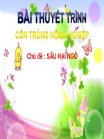 chủ đề  sâu hại ngô 