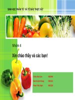 Tạo dòng phân tử và phân tích chức năng của enzyme bergaptol o methyltransferase (BMT) từ cây bạch chỉ (angelica dahurica) và ứng dụng trong sản xuất một cách có hiệu quả chất bergapten trong e  coli 