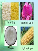 công nghệ sinh học trong sản xuất giống cây trồng 