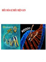 điều hòa sự biểu hiện gen 