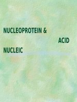 hóa học nucleoprotein  acid nucleic 