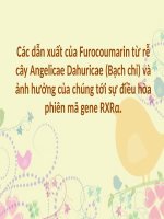 Các dẫn xuất của furocoumarin từ rễ cây angelicae dahuricae (bạch chỉ) và ảnh hưởng của chúng tới sự điều hòa phiên mã gene RXRα  