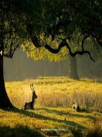 Tuần 34. Nếu trái đất thiếu trẻ con