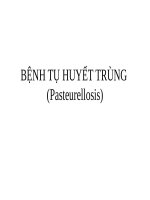 bệnh tụ huyết trùng trâu bò 